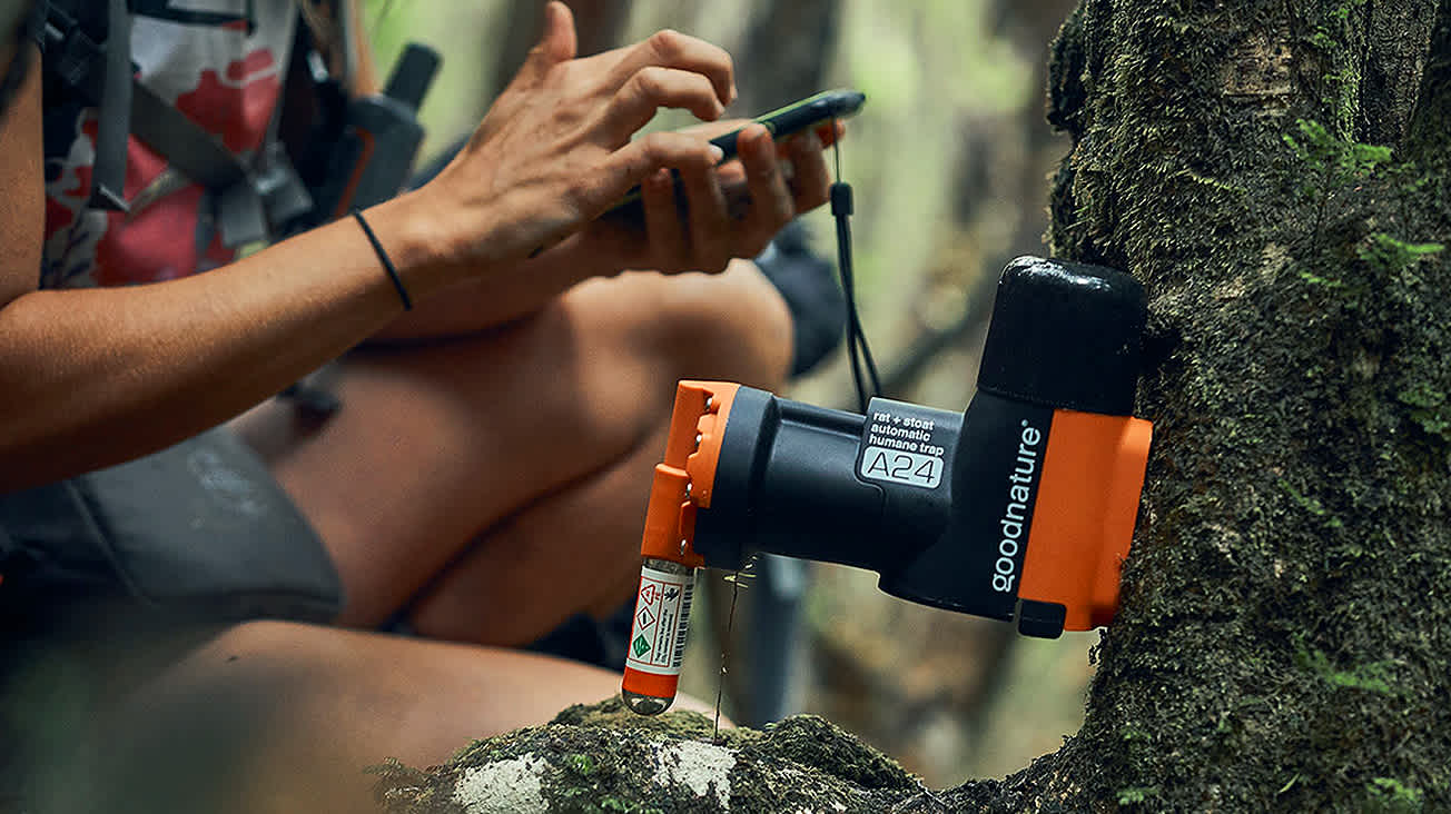 Person setting up good nature trap on tree with smartphone