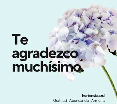 Mx Blog- A Florist's Guide to Flower Card Messages and Meanings - Consider yourself massively thanked