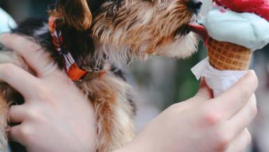 Dog licking ice cream cone