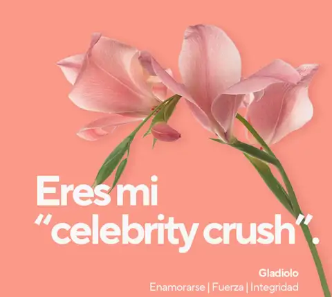 Mx Blog (US/CA/AU/NZ) - A Florist's Guide to Flower Card Messages and Meanings - celebrity crush