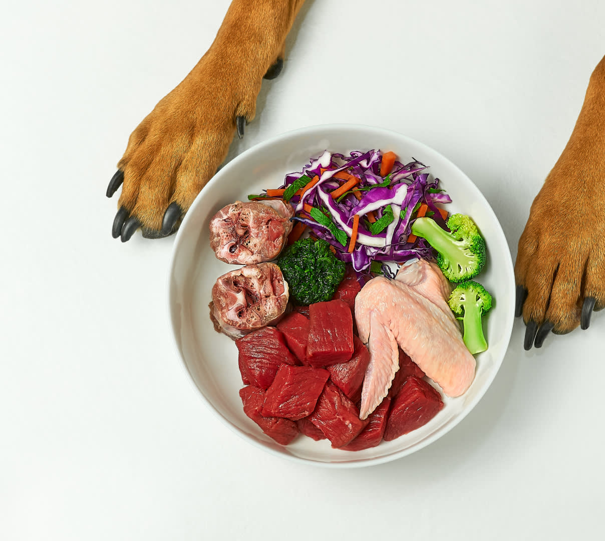 Dog paws around a bowl of fresh pet food