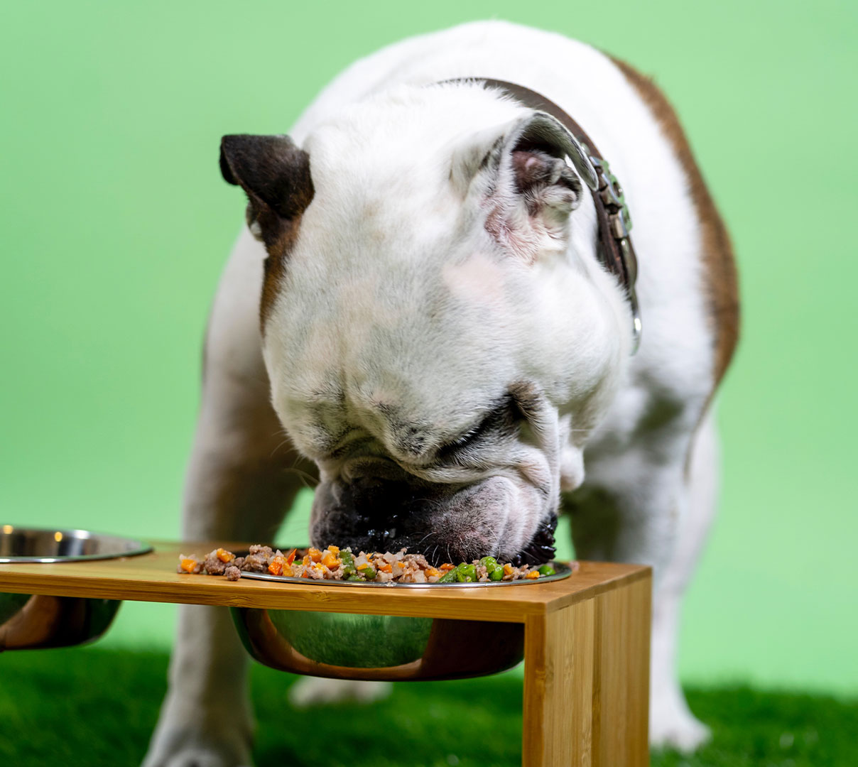 The Best Fresh Dog Food in the Pet Food Industry DoorDash Blog