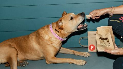 Mx - CTA - New Verticals - Pet Stores