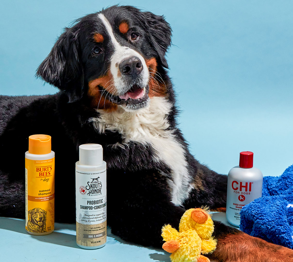 The 6 Best Dog Shampoos for Every Fur Type and Budget DoorDash Blog