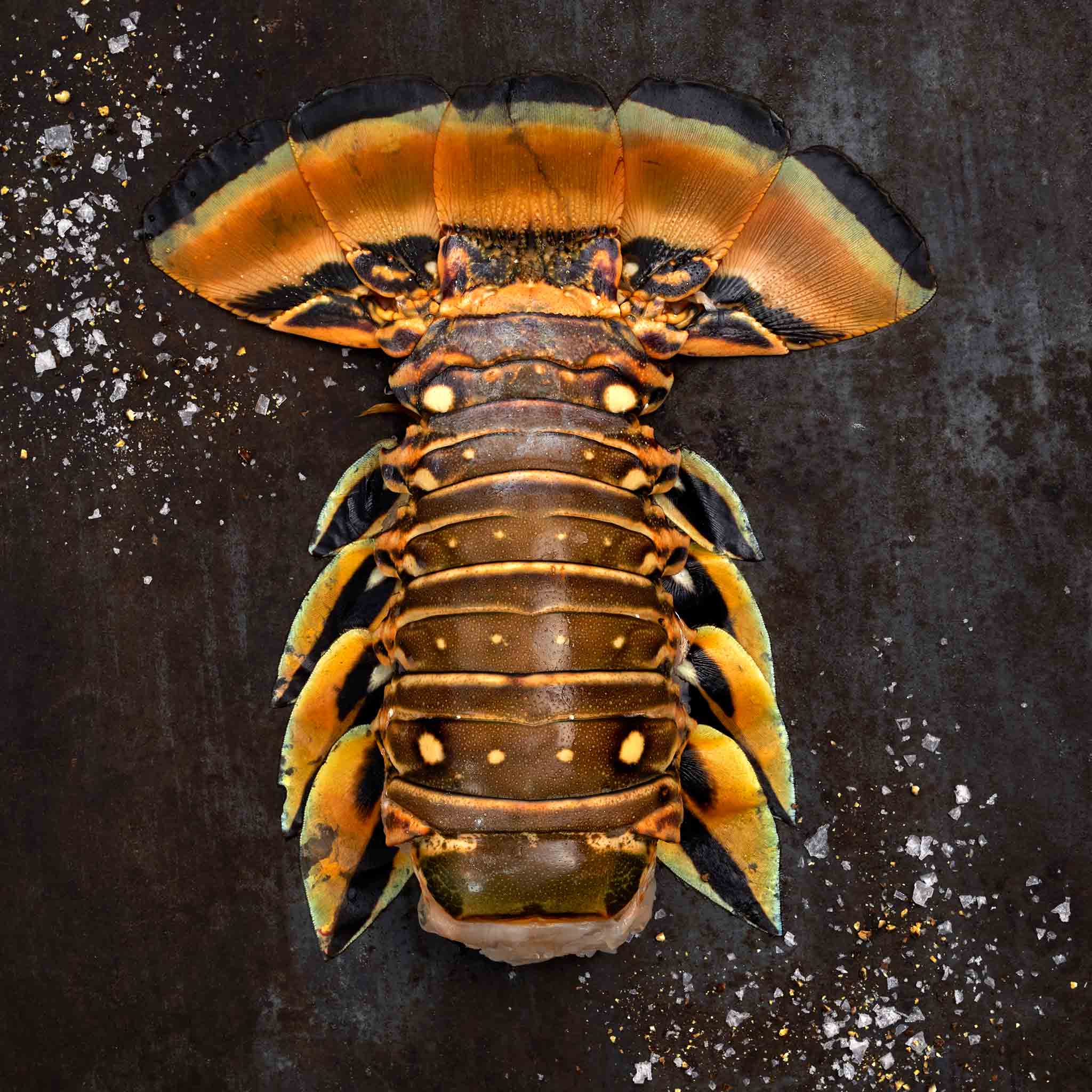 6123 WF Raw Spiny Lobster Tail Seafood