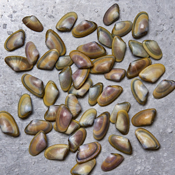 Spanish Coquina Clams