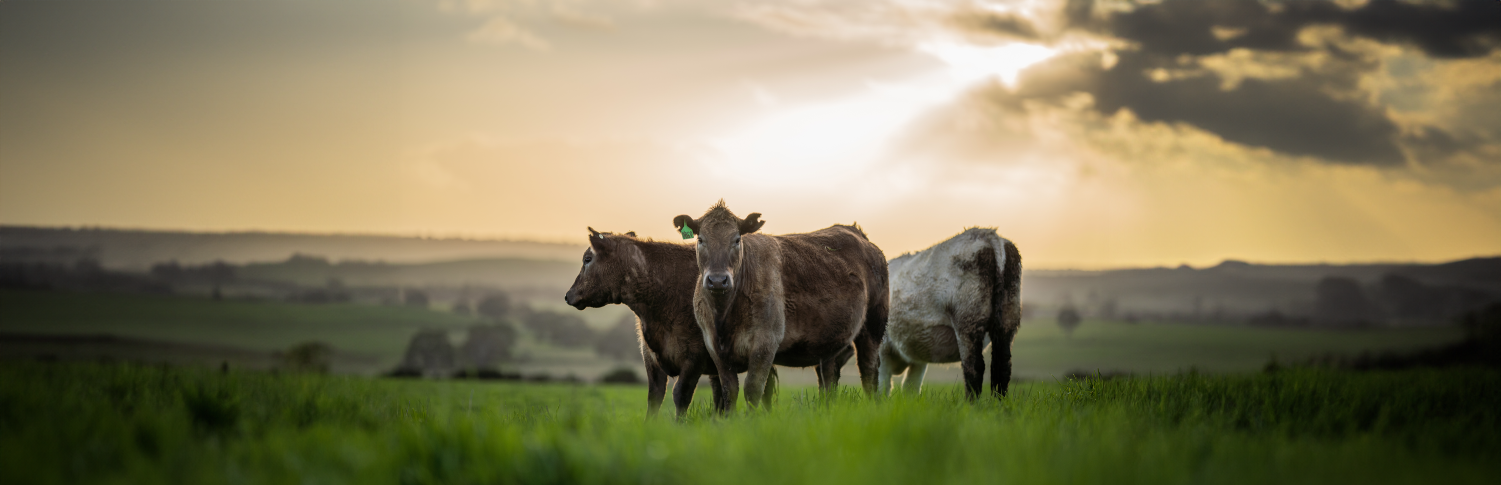 Wagyu-Cattle-flipped