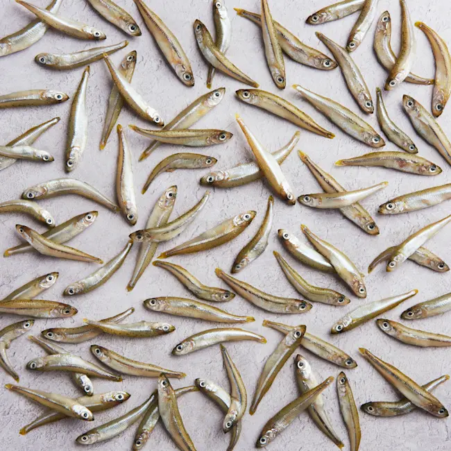 WFC 5060 Seafood Smelt Raw