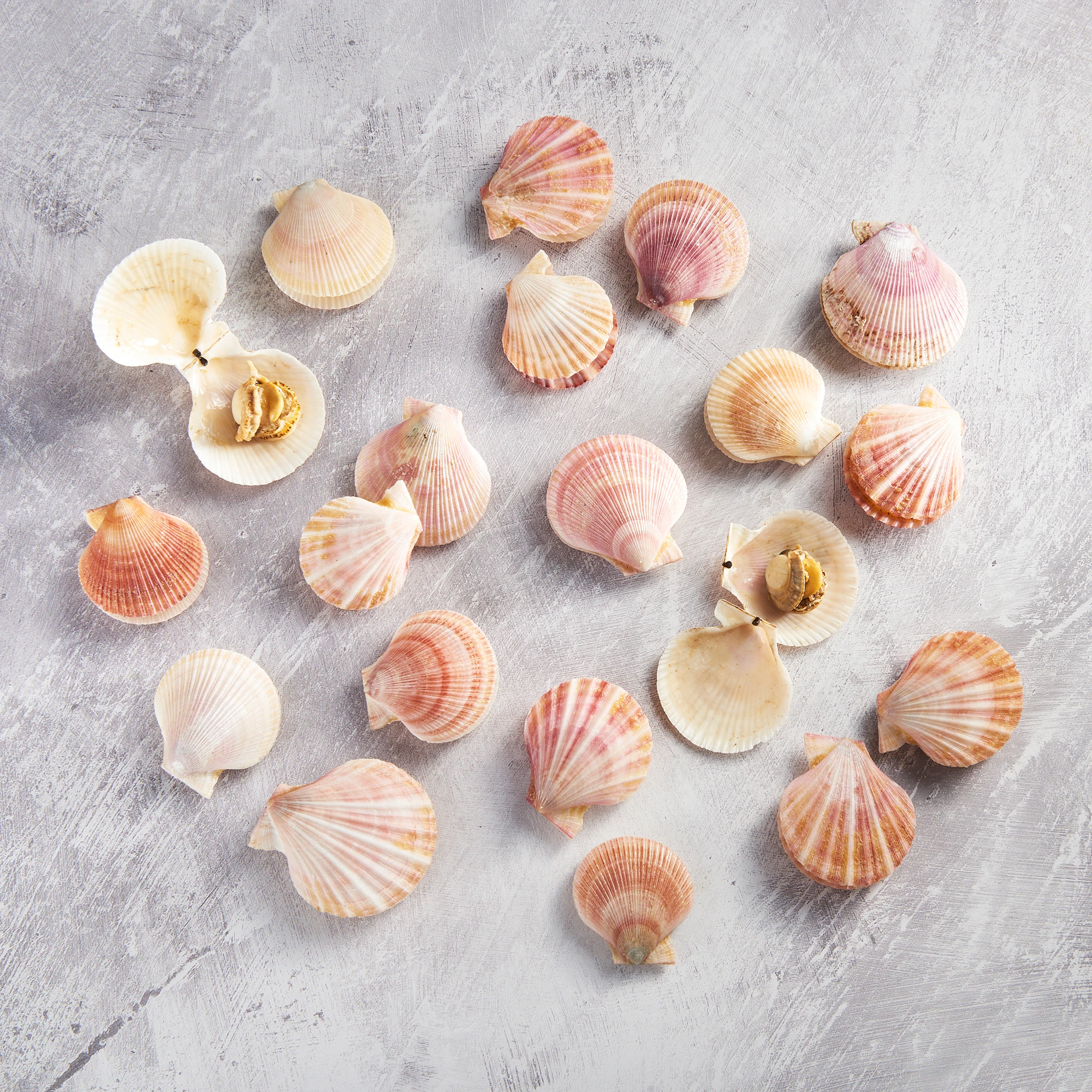 WFC 5217 Seafood Scallops Swimming RAW