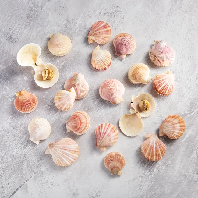 WFC 5217 Seafood Scallops Swimming RAW