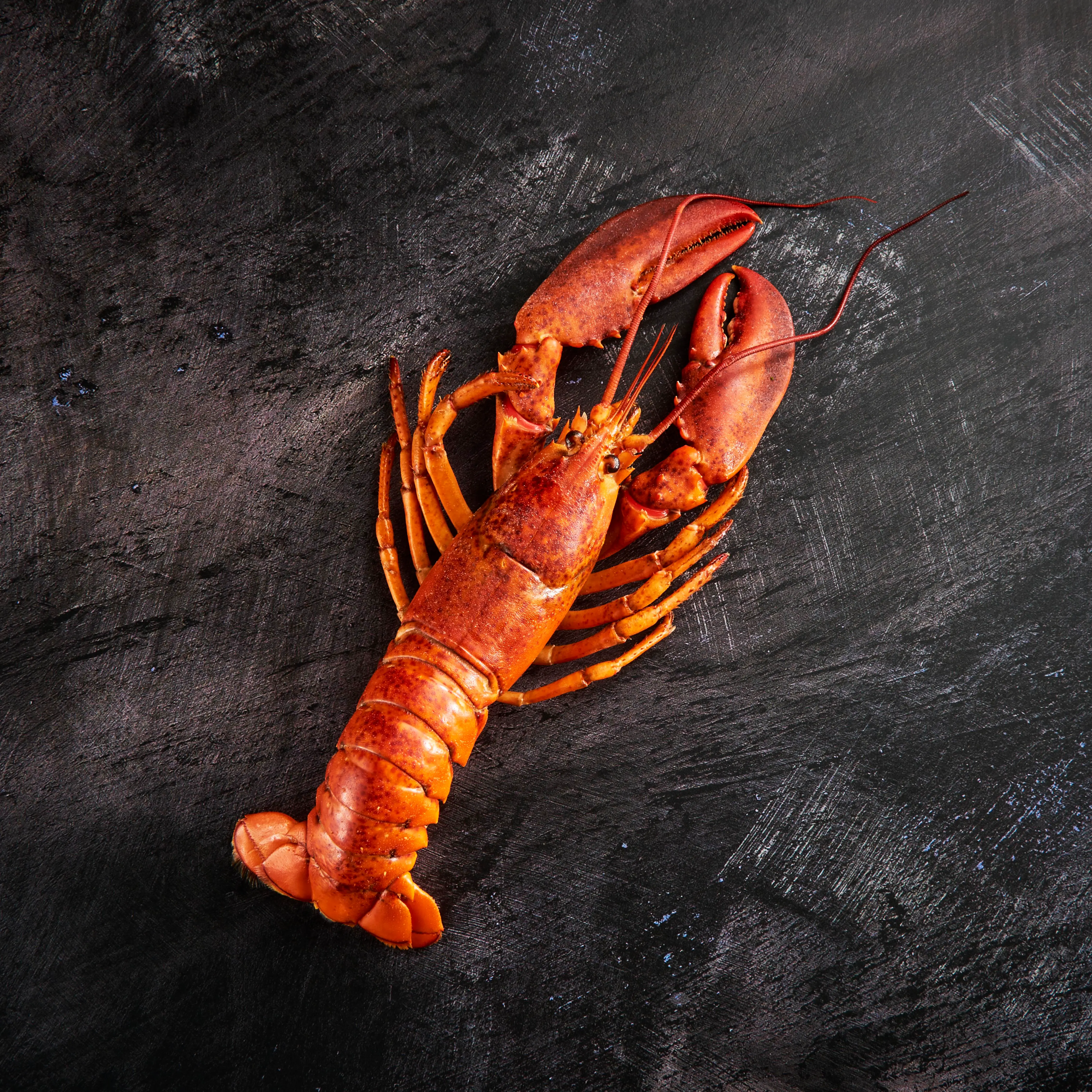 WFC 5008 Seafood Lobster Whole Raw