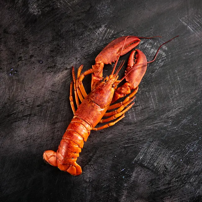 WFC 5008 Seafood Lobster Whole Raw