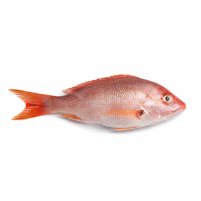 RAW Whole Red Snapper