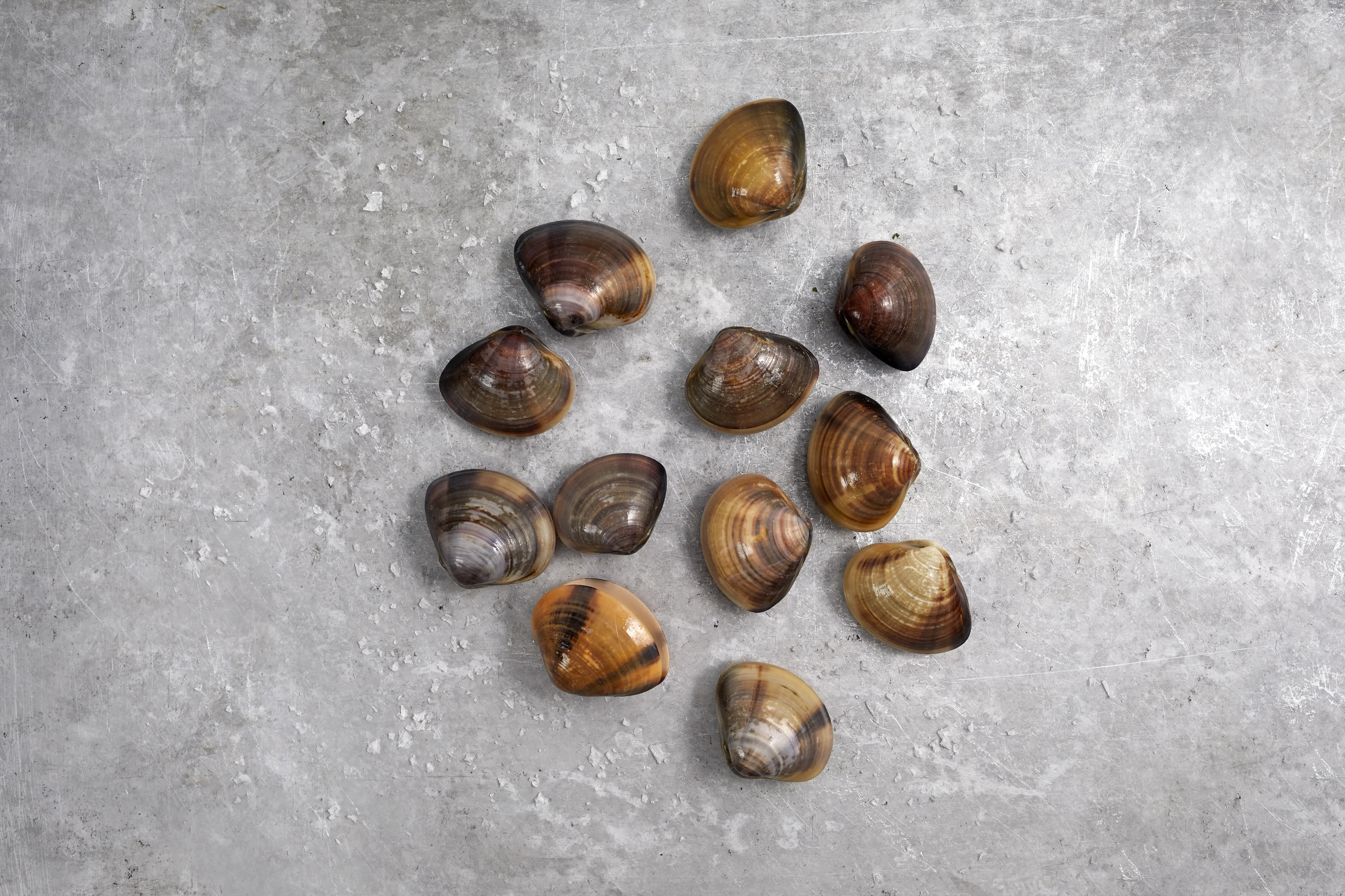 RAW Littleneck Clam 8.8oz VS Tray