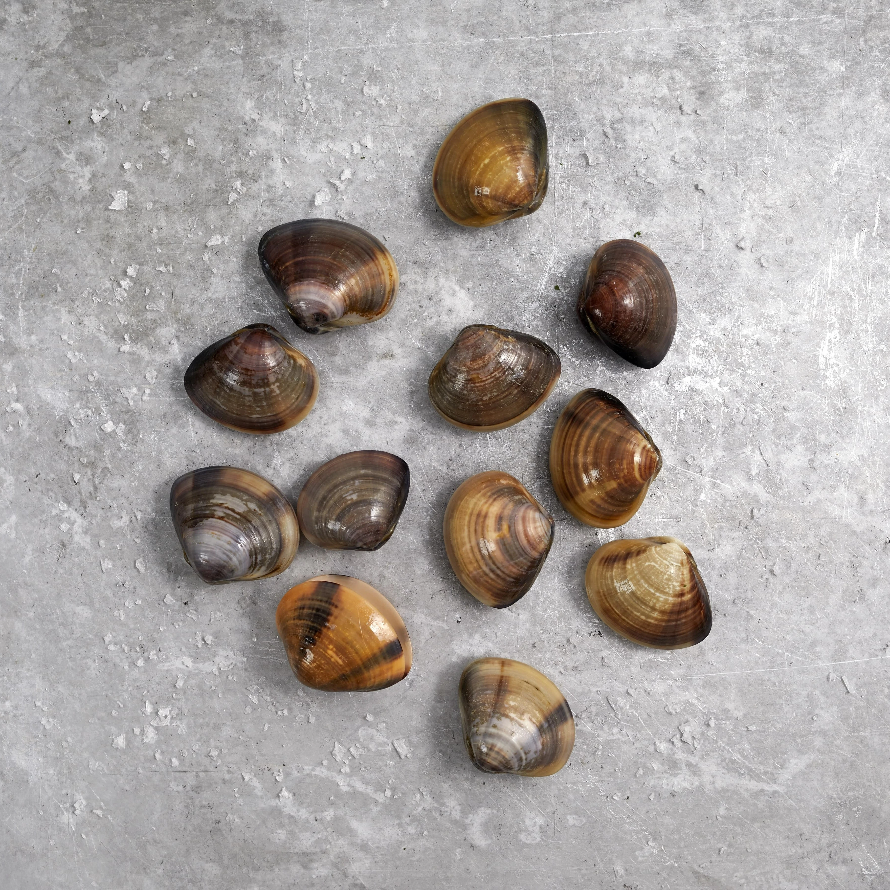 RAW Littleneck Clam 8.8oz VS Tray