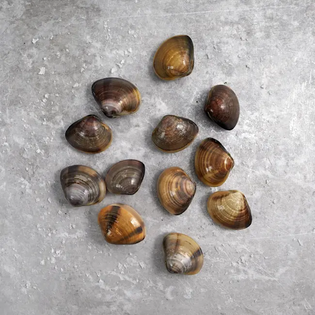 RAW Littleneck Clam 8.8oz VS Tray