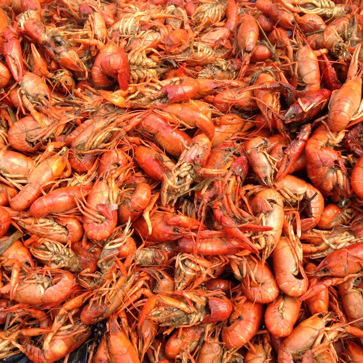6394 Crawfish.webp
