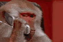 Monkey using phone