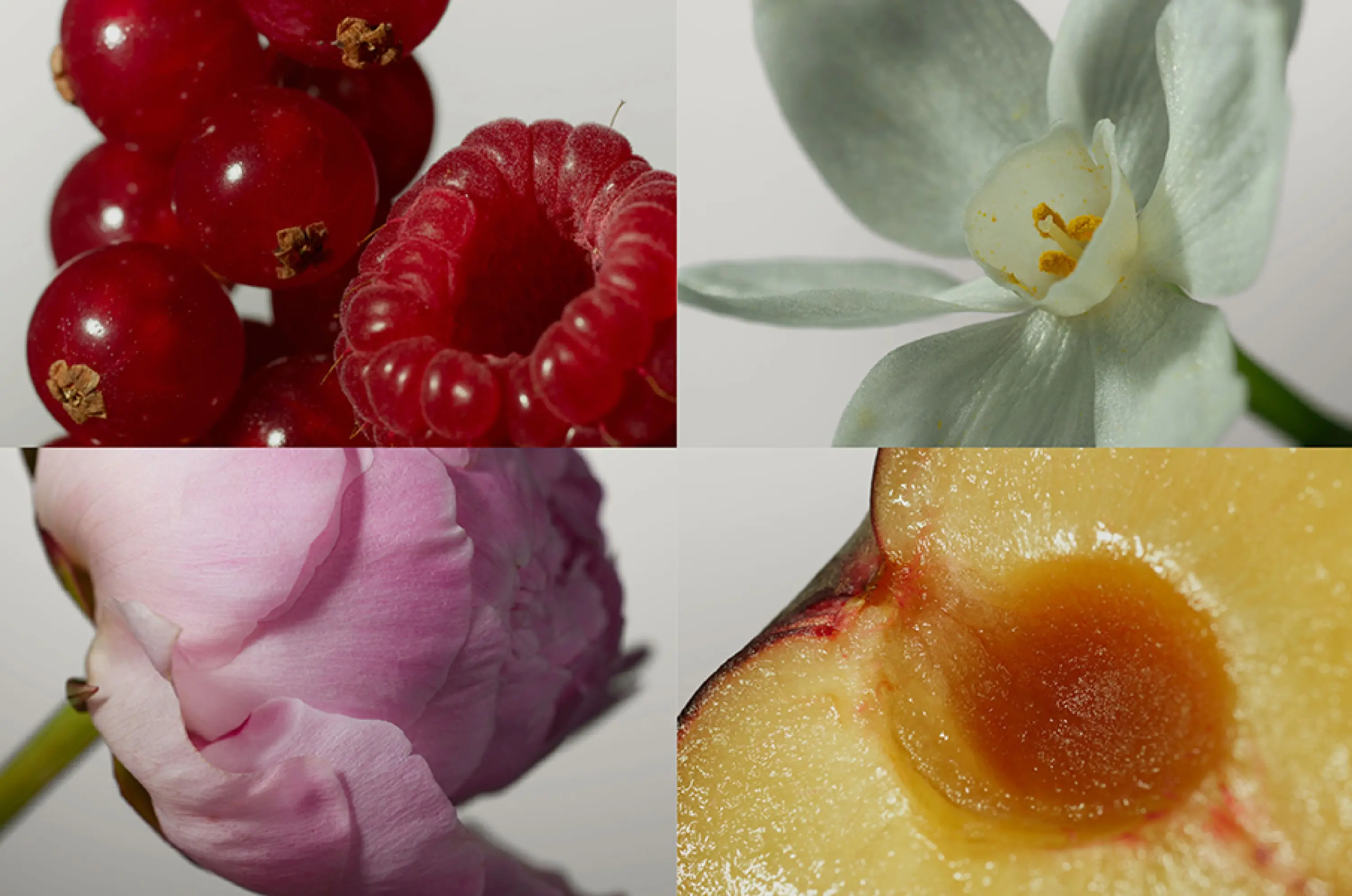 about-the-color-132532 JF Web Fragrance Mod-FNAL-10-3000x1989