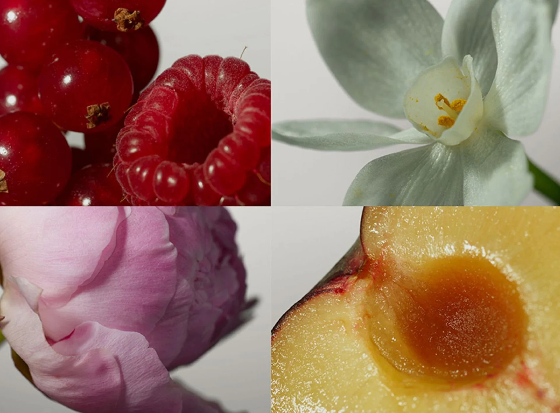 our-signature-scent-3000x2212