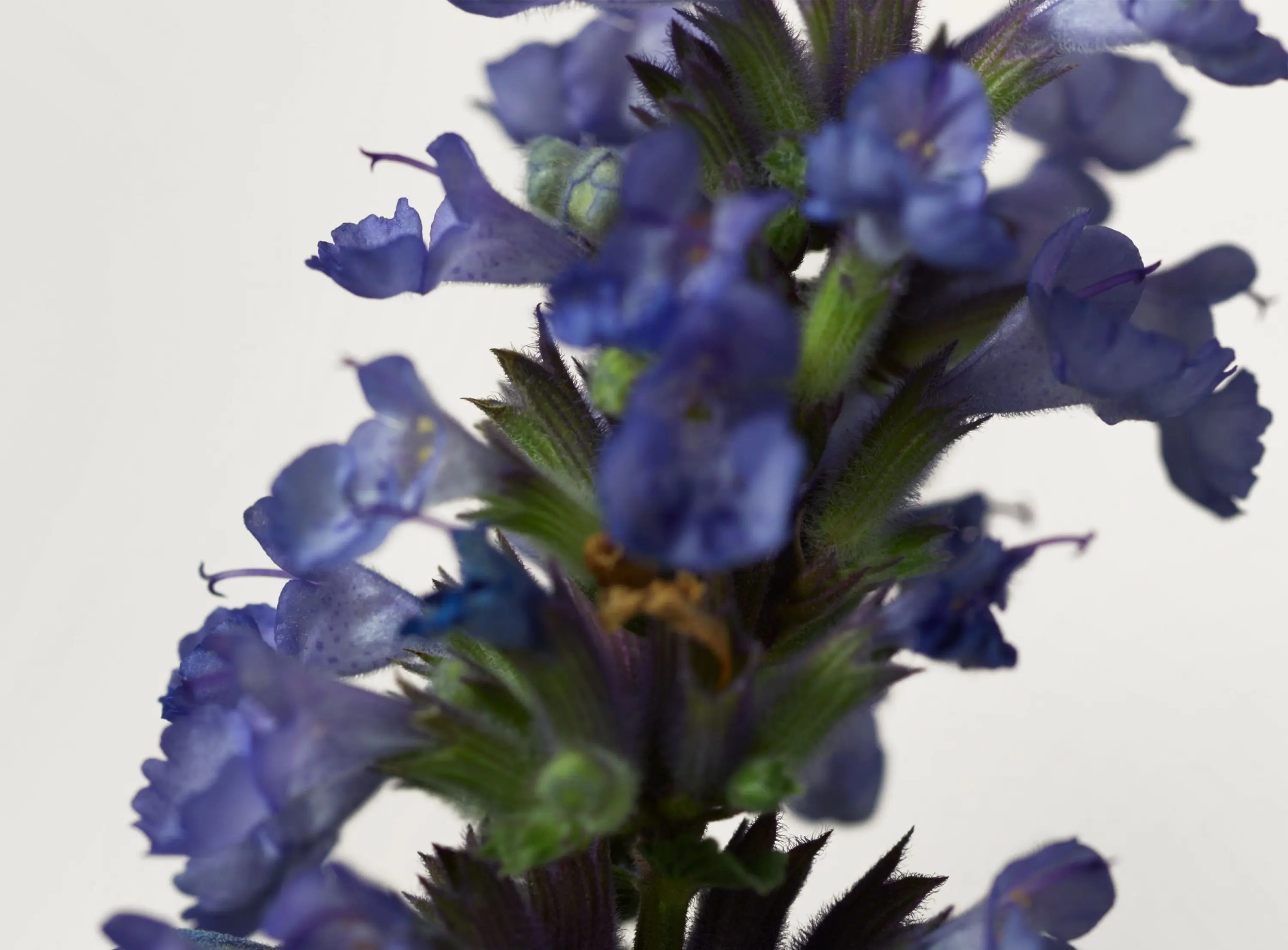 new-era-tb JohnFrieda Fragrance Ingredients 16.10.2588555-3000x2212