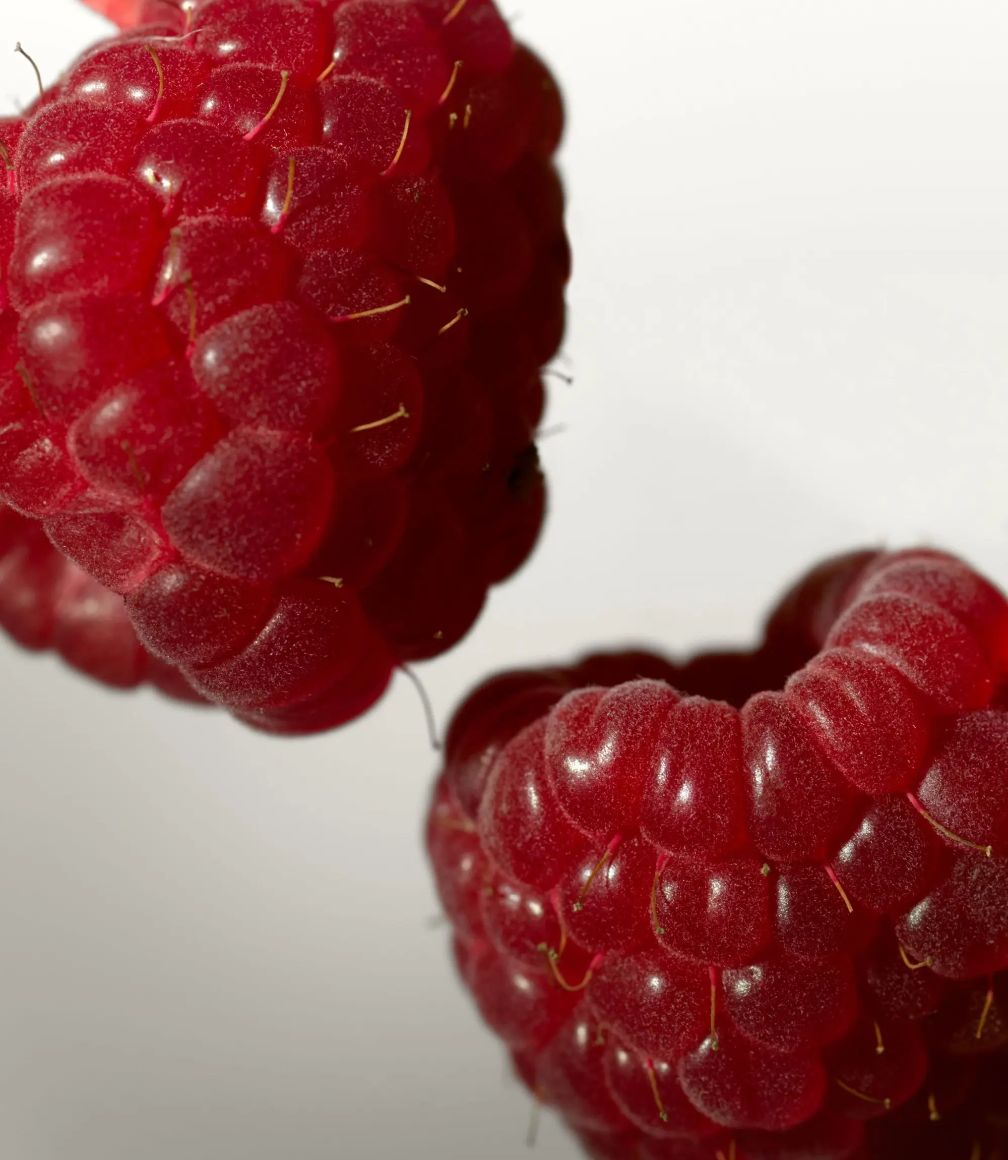 bright-raspberry-tb JohnFrieda Fragrance Ingredients 16.10.2588617-2000x2300