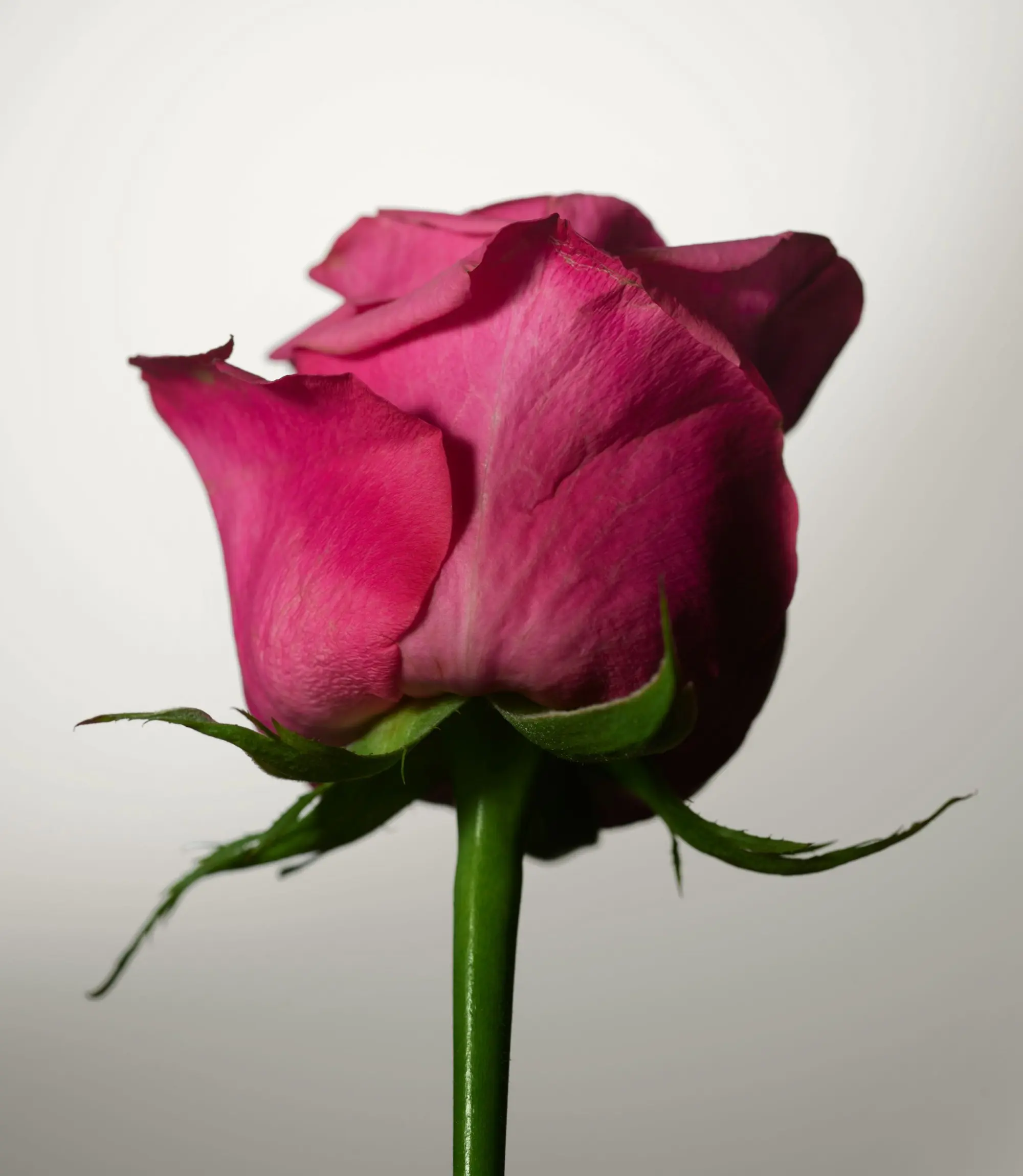 soft-rose-tb JohnFrieda Fragrance Ingredients 16.10.2588539-2000x2300