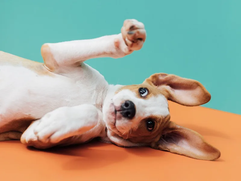 Solving pet stress with FRONTLINE | Spotify Advertising