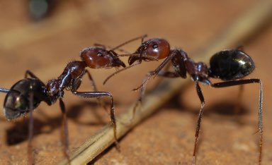 the myth of the ant queen steven johnson