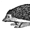 The Hedgehog Review icon