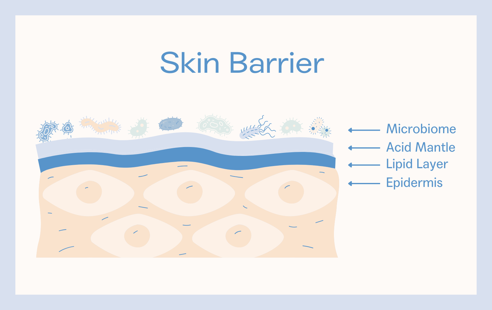 The Difference Between The Skin Microbiome And Skin Barrier