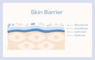 The Difference Between The Skin Microbiome And Skin Barrier