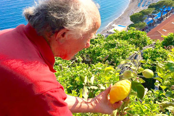 Amalfi lemons are among the best in the world