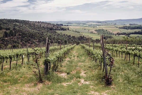 Image result for Indulge in Tuscany: A Wine Tour from Florence to Siena & Chianti infographics