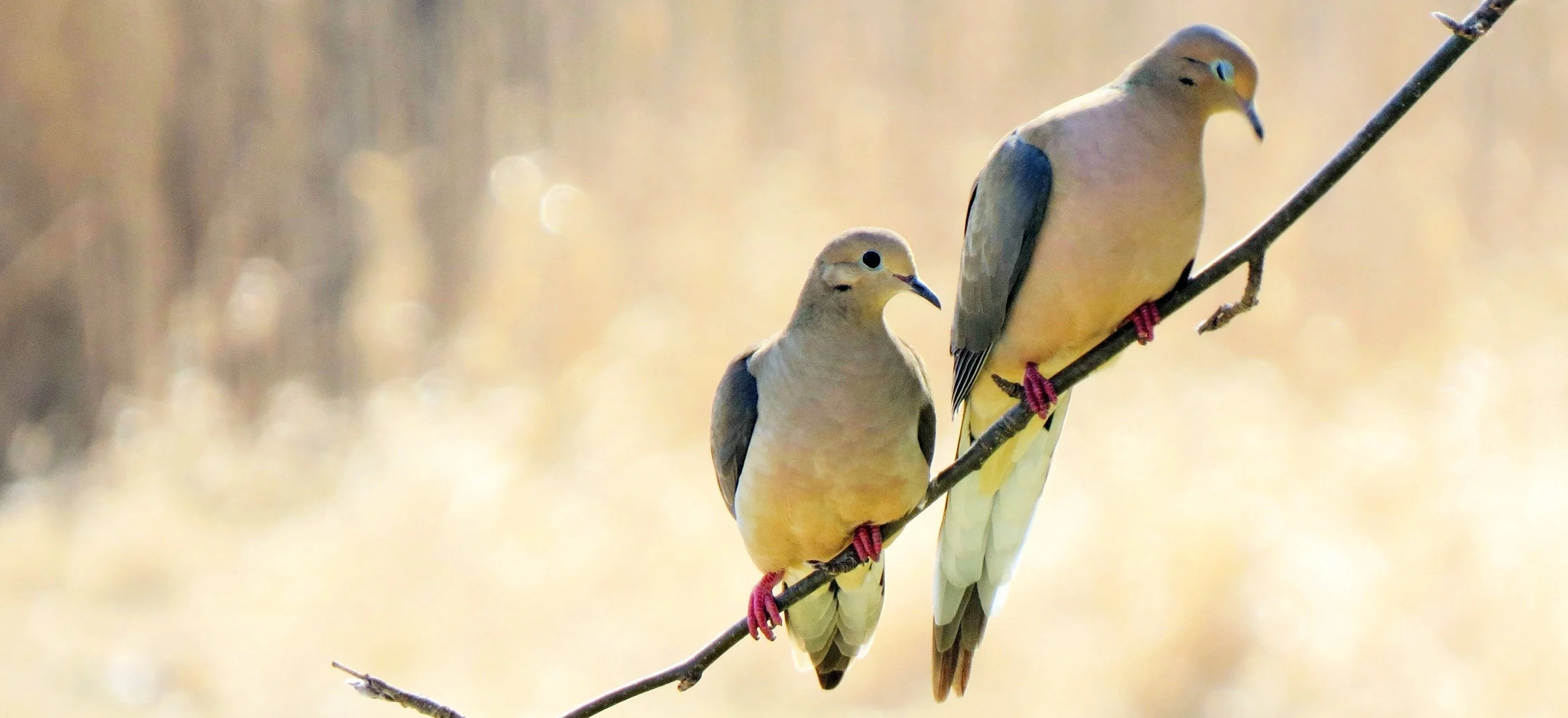 Two birds sitting on a branch