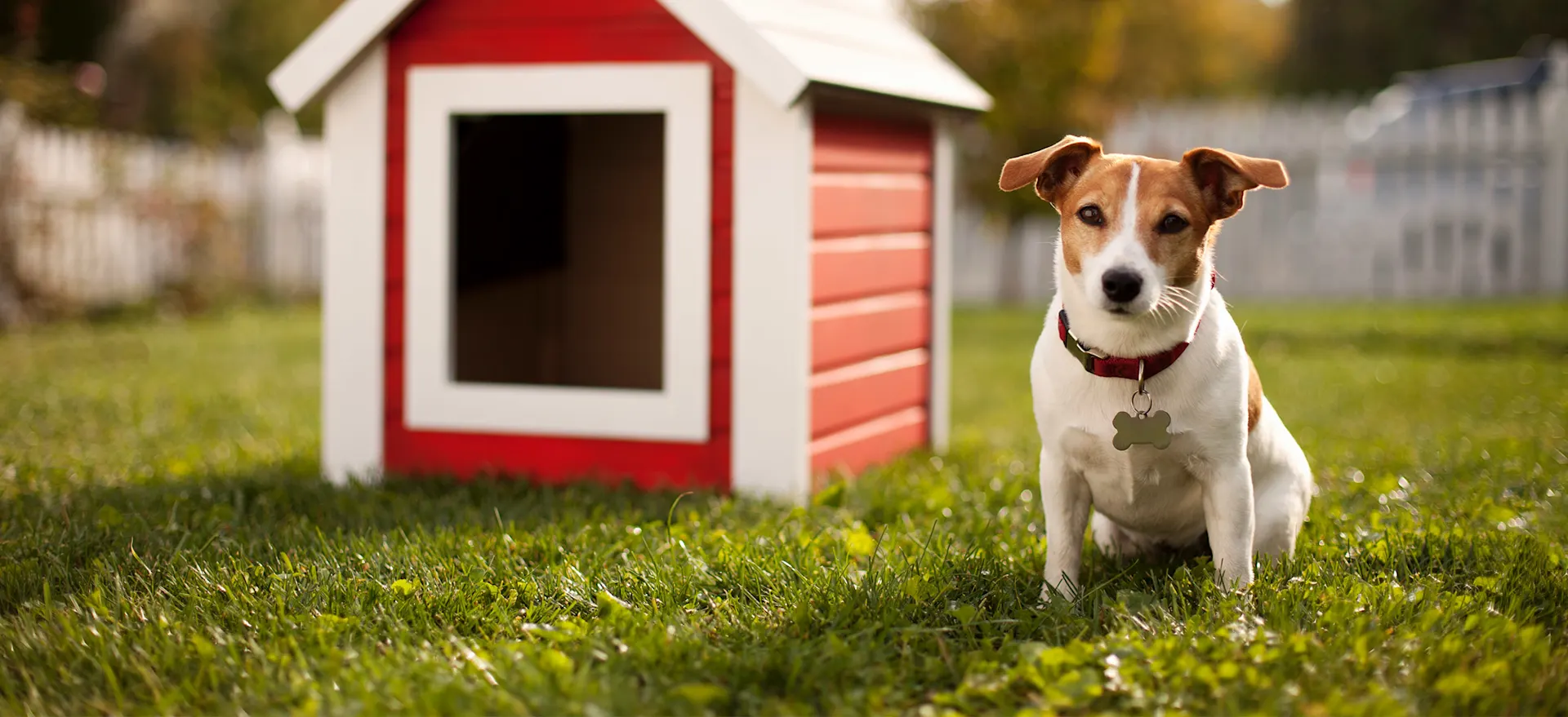 Dog sitting near a doghouse