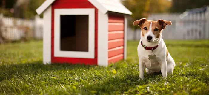 Dog sitting near a doghouse 