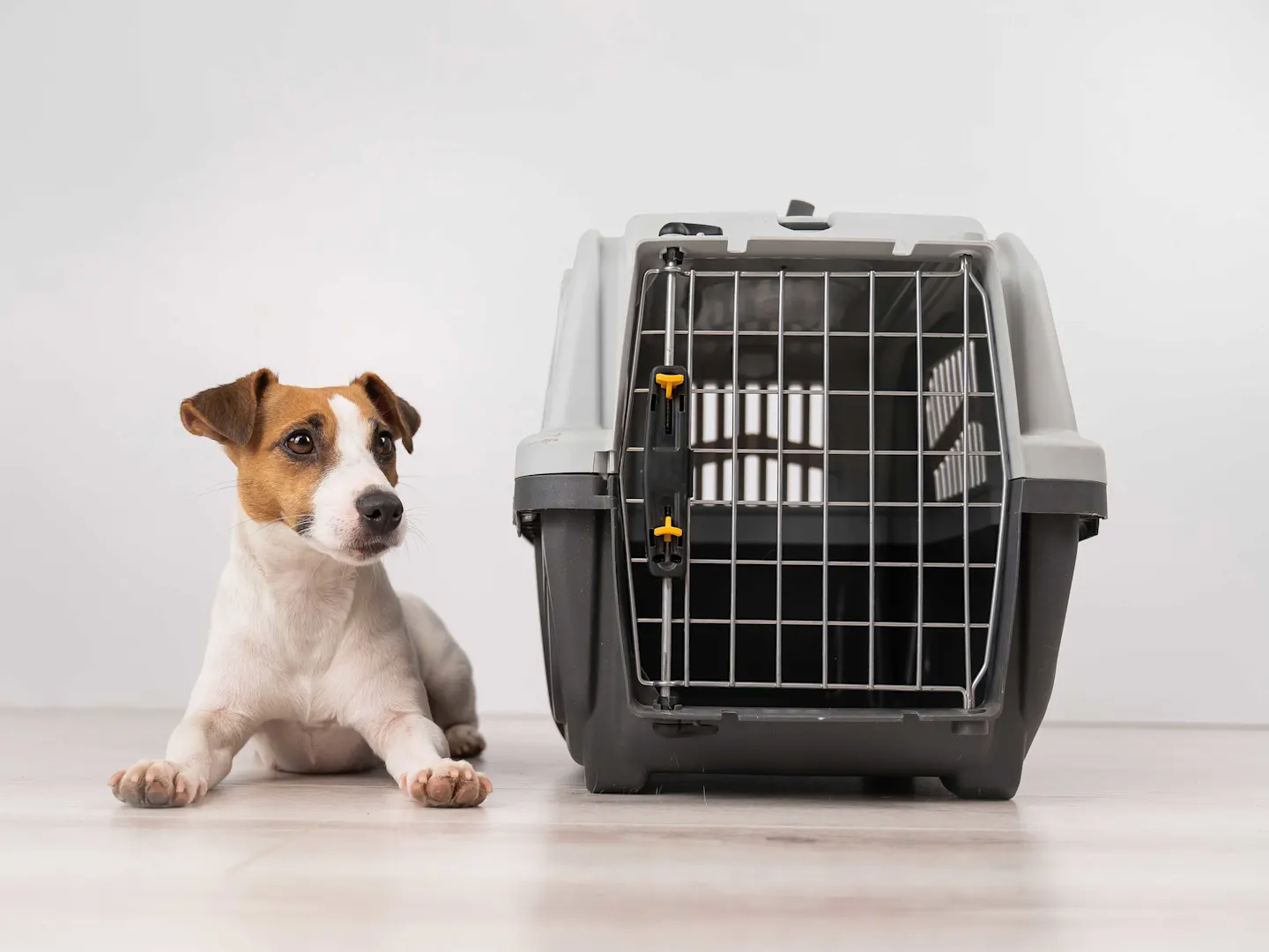 Adorable brown and white dog sitting beside a new dog crate, featured in step-by-step guide on cleaning a dog crate