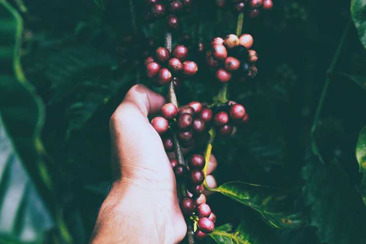 A hand reaching out to pick cranberries off a bush, a fruit that naturally contains D-Mannose.