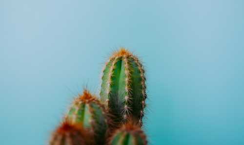 A cactus against a light blue background.