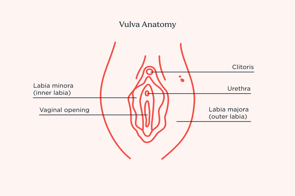 Vulva anatomy
