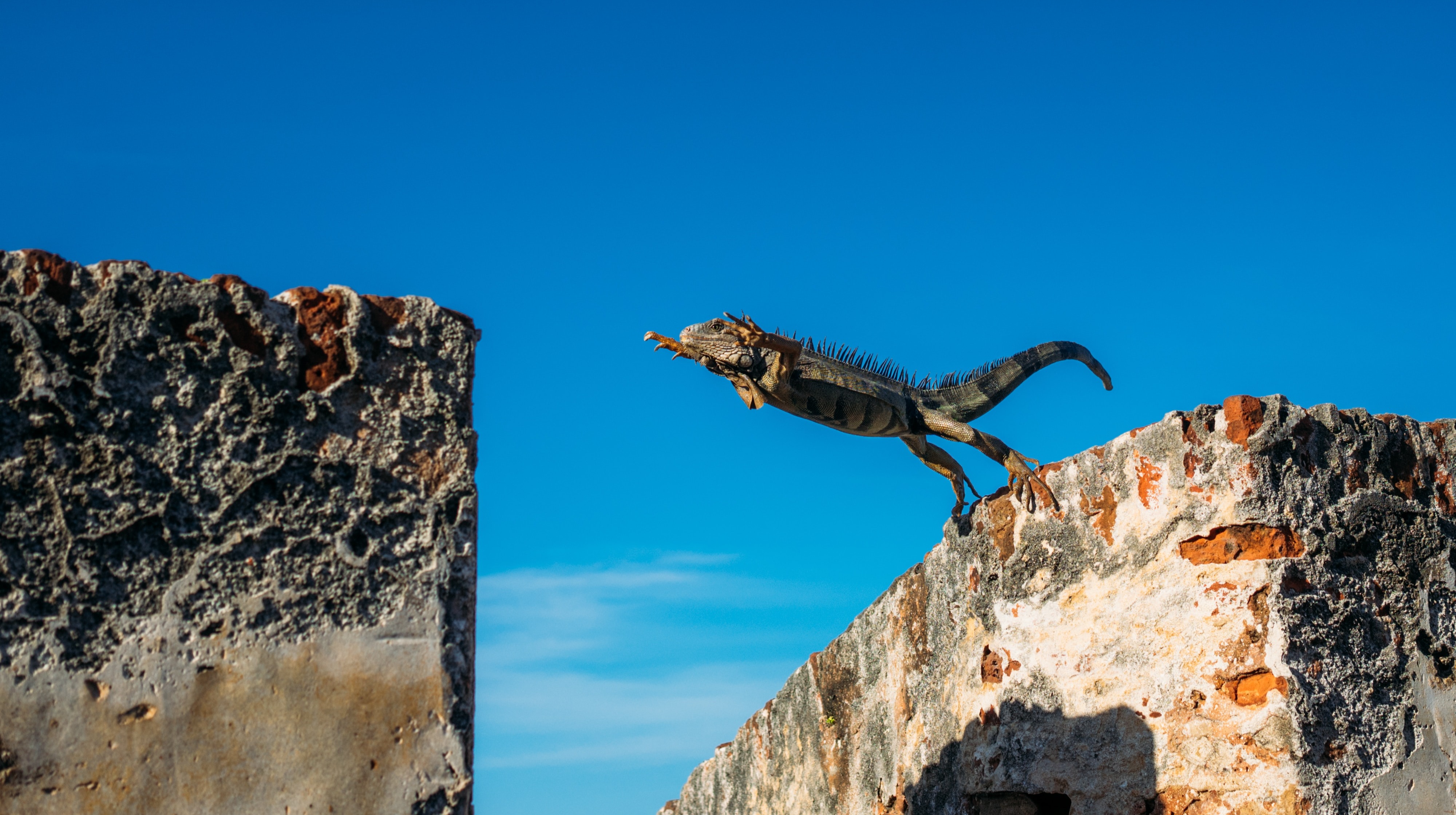Decorative image of lizard leaping for article