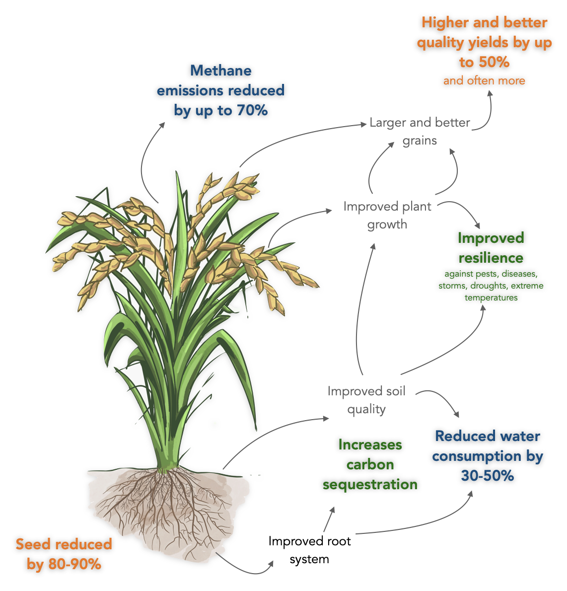 Tackling Food Security with Climate-Smart Rice » SRI-AFRICA