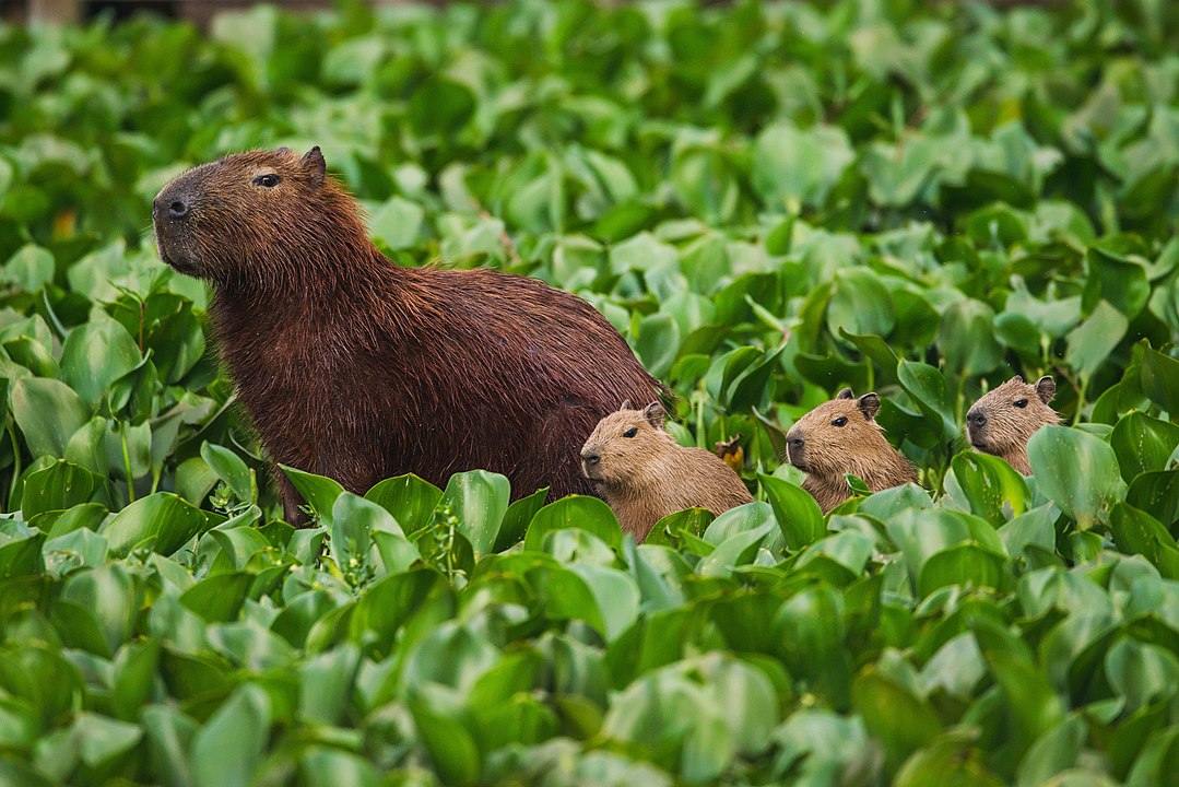 Imagem Padrão Da Capybara Na Floresta Verde-selva E Animal