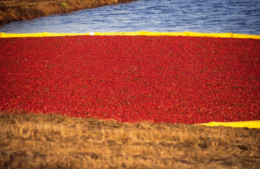 After 20 years, Wisconsin gets cranberry research centre