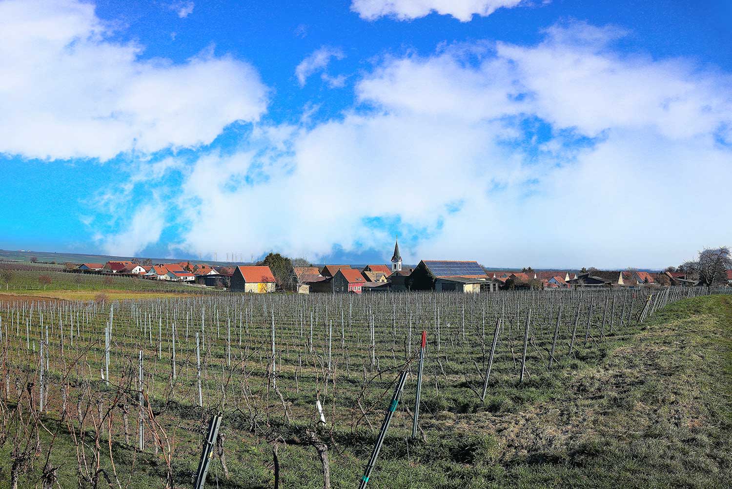 Weinreben im Vordergrund und Bermersheim dahinter