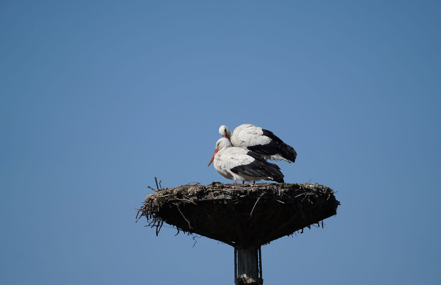 Storch Beringung im Nest