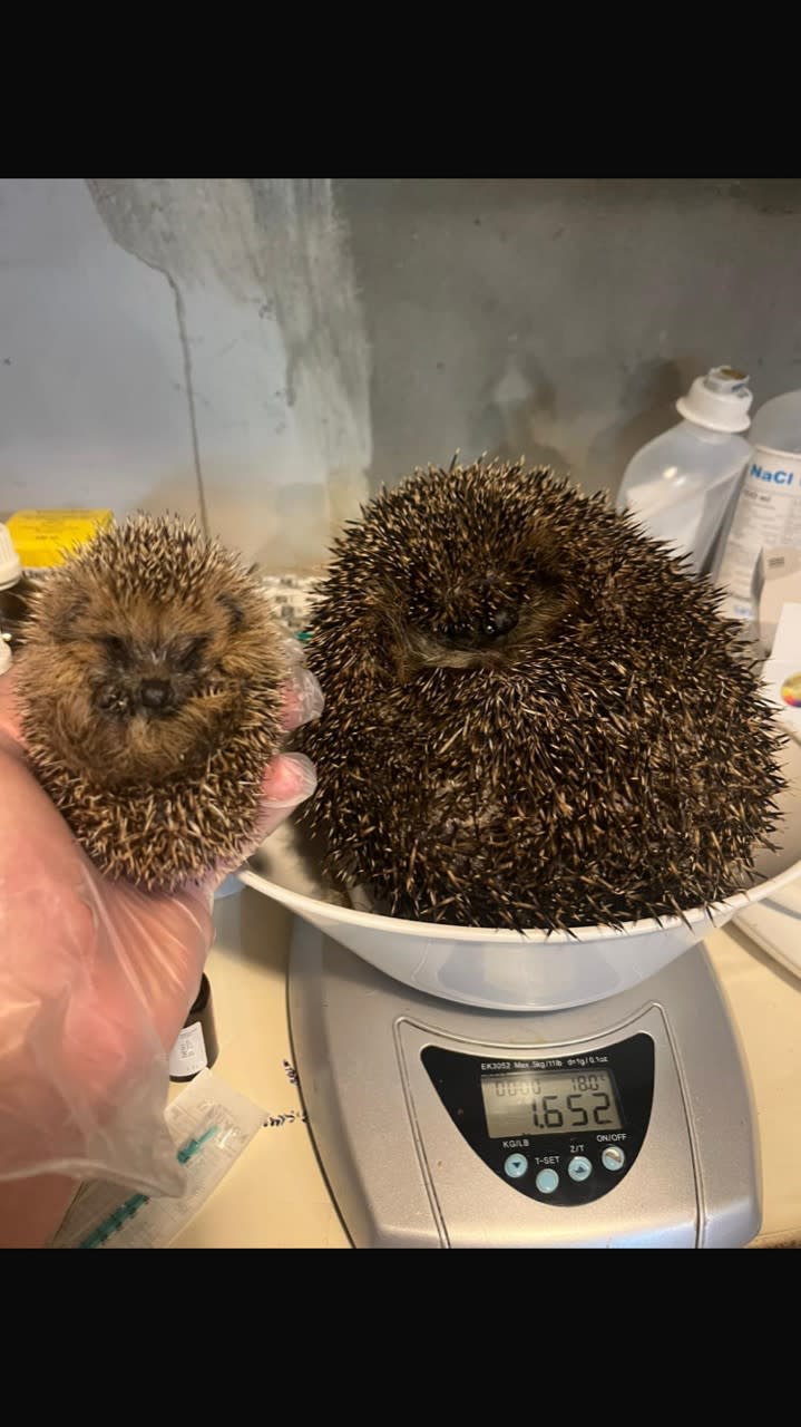 Ein Igel liegt auf der Waage, ein deutlich kleinerer Igel rollt sich in der Hand zusammen