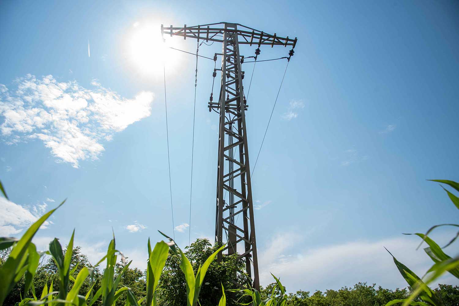 Strommast im Maisfeld im Sonnenschein