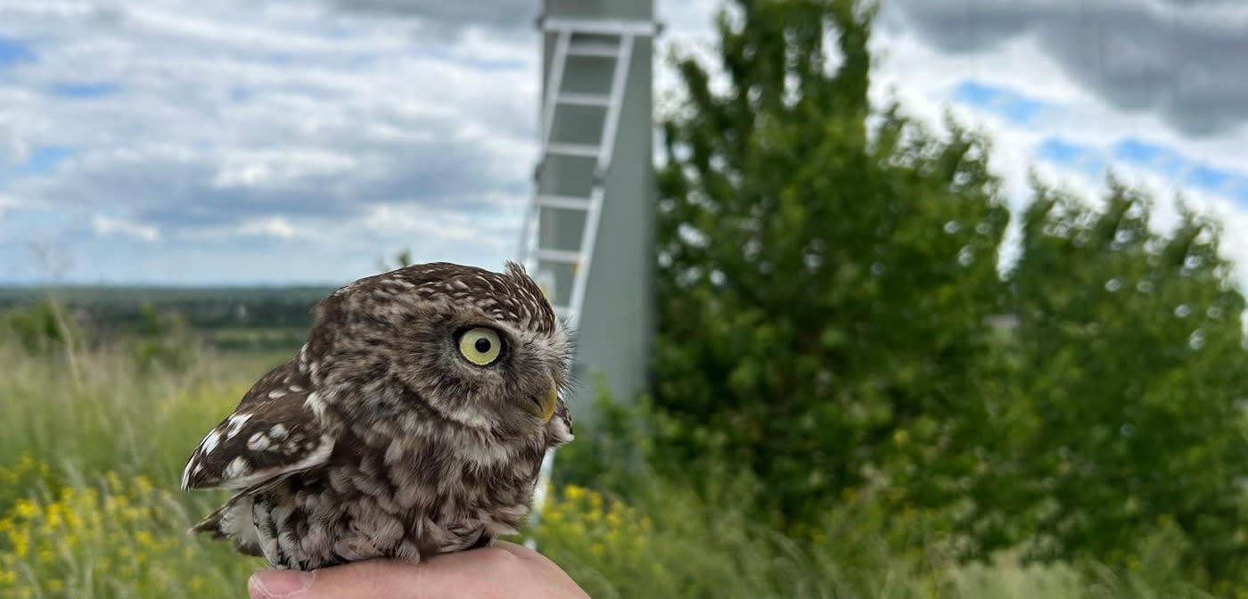 Ein gefundener Steinkauz sitzt auf einer Hand vor einem Strommast